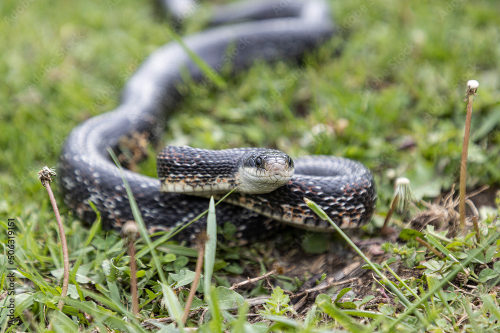 Fototapeta premium Black Rat Snake