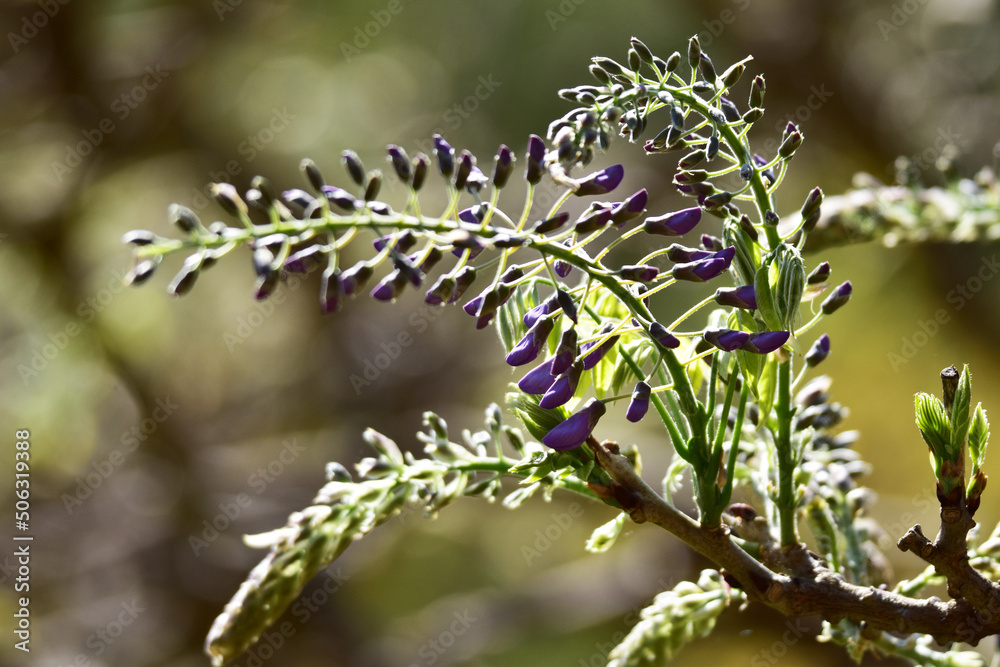 Fototapeta premium 開きそうなフジのつぼみ