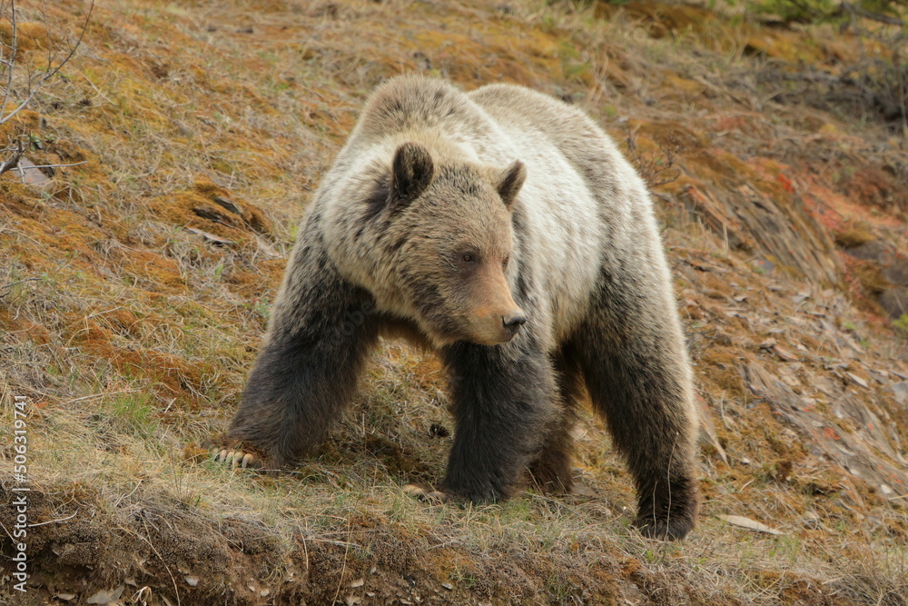 Fototapeta premium Grizzly bear walking looking down to the right