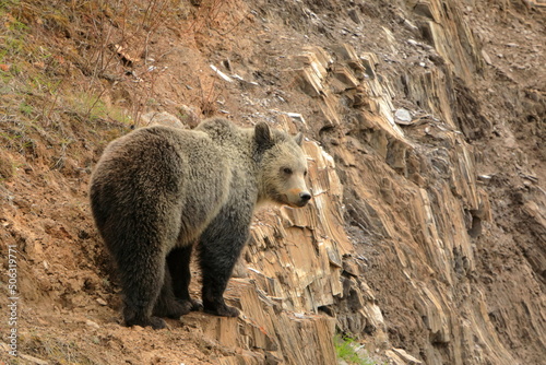 Grizzly bear standing on a ledge looking back
