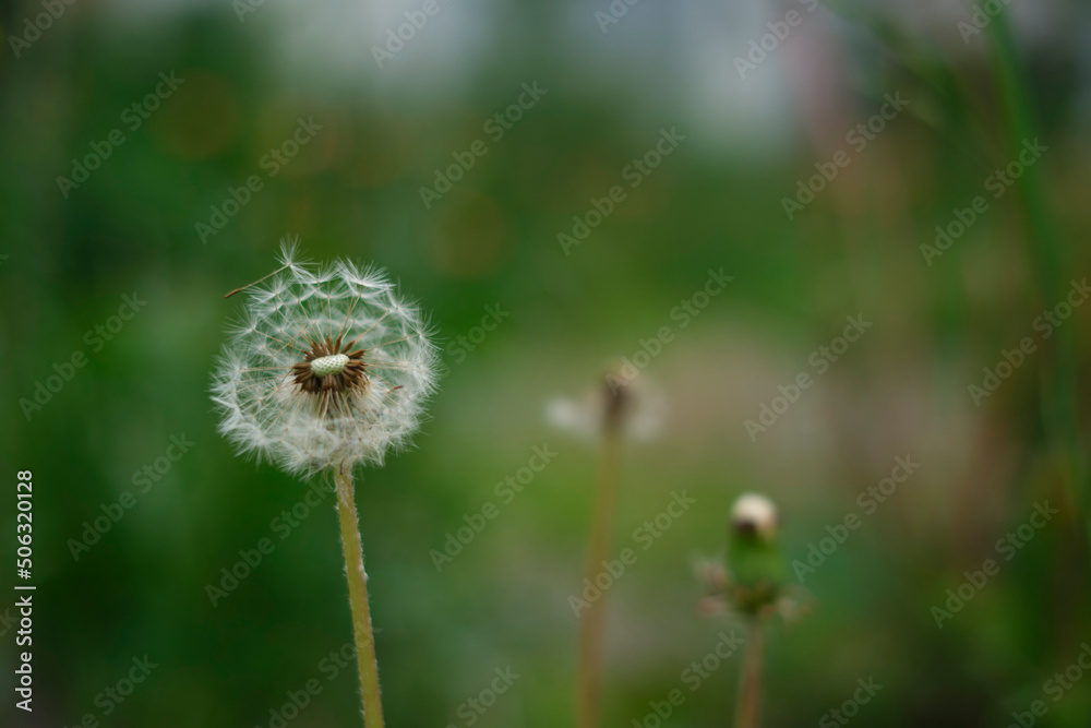 Fototapeta premium 道端に咲くたんぽぽの綿毛