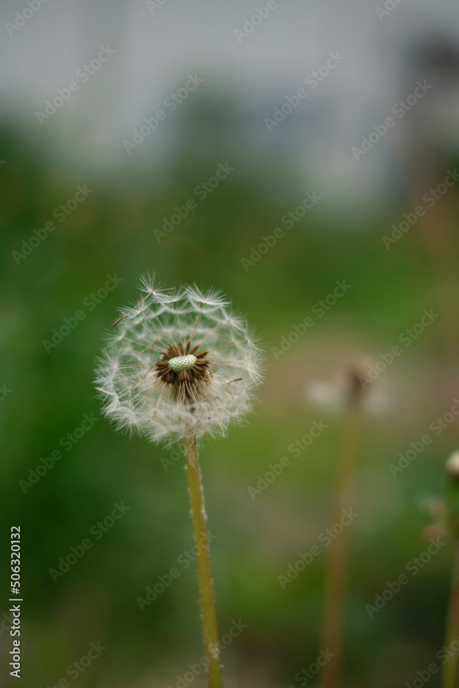 Fototapeta premium 道端に咲くたんぽぽの綿毛