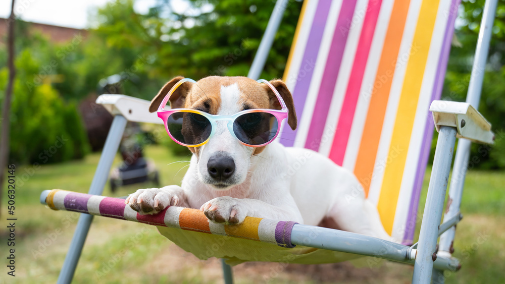 Jack russell terrier dog in sunglasses is resting on a sun lounger. Summer vacation concept. - obrazy, fototapety, plakaty 