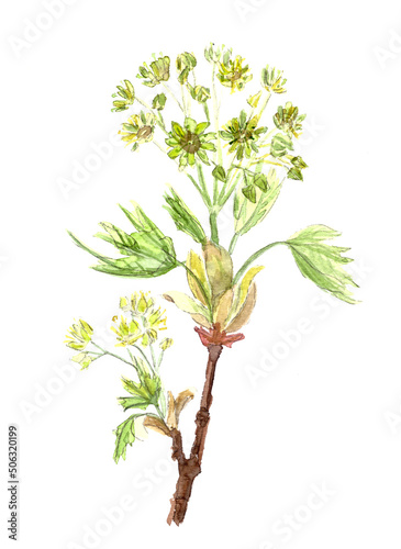 Norway maple flowering branch watercolor botanical sketch isolated on white background