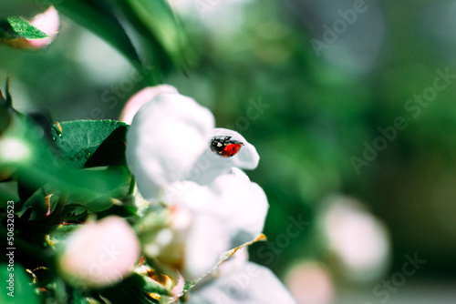 Ladybug on a green leaf. Insect. Ladybug on a branch. Coccinellidae. Coccinellidae on an Apple tree. Apple tree.