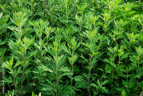 Fresh lush green Artemisia argyi  or mugwort plant growing in the  wild field, photo