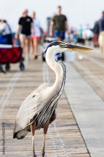 Obraz na plátne Great Blue Heron Standing on the Fishing Pier in Navarre Beach Florida