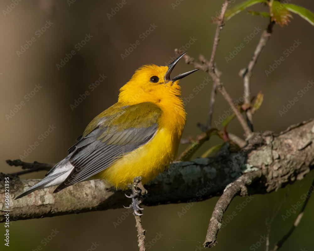 Prothonotary Warbler Prothonotary Warbler