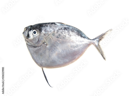 Mene maculata, moonfish isolated on white background, selective focus