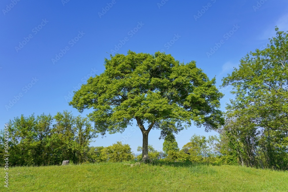 青空バックに見る新緑の若葉に包まれた大木の情景＠滋賀