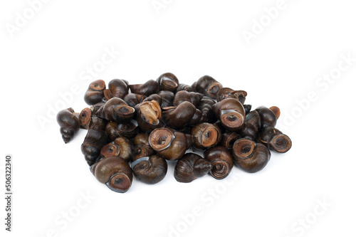 River snail isolated on white background. Pond snail, Marsh snail,Viviparidae