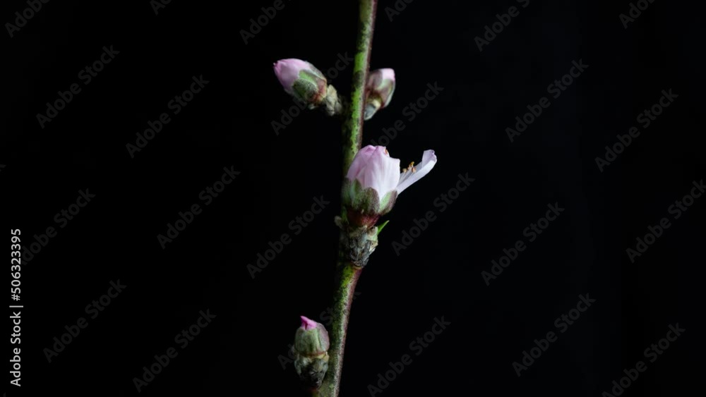 timelapse of flower on black timelapse of flower on black