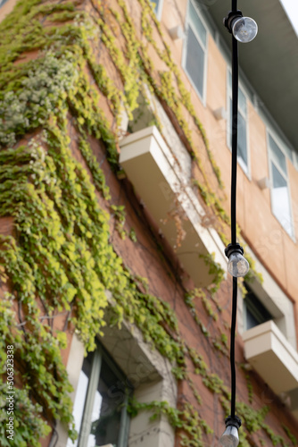 緑のある壁 Green Wall