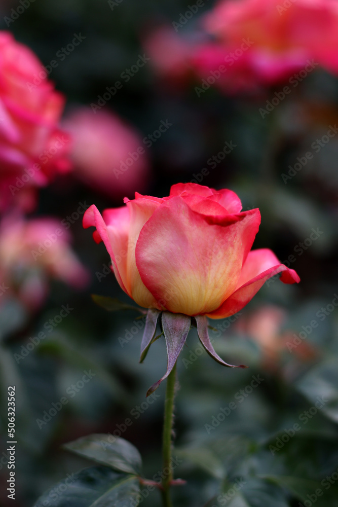 Fresh Blooming Roses in the Summer Garden Fresh Blooming Roses in the Summer Garden