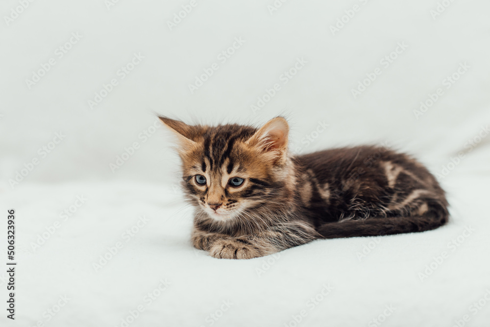 Little marble bengal kitten on the white fury blanket Little marble bengal kitten on the white fury blanket