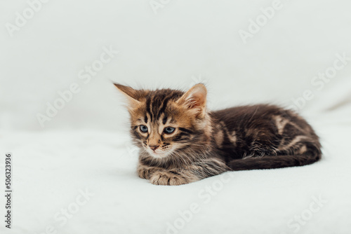 Little marble bengal kitten on the white fury blanket