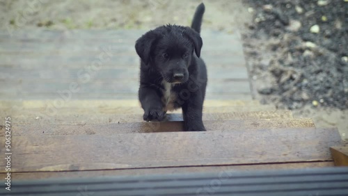 A small black puppy climbs the wooden stairs into the house.