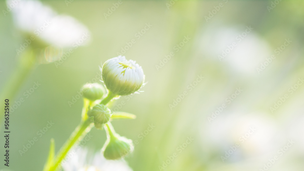 bud of a poppy bud of a poppy