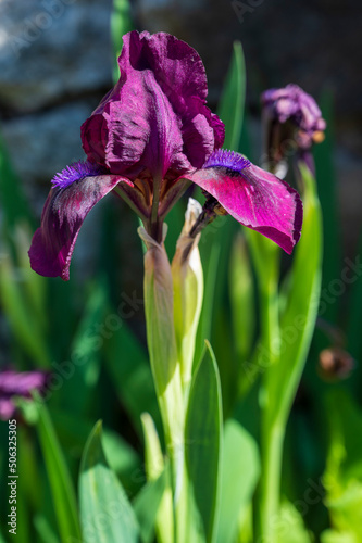 Detail of a blooming yellow flower Iris aphylla L photo