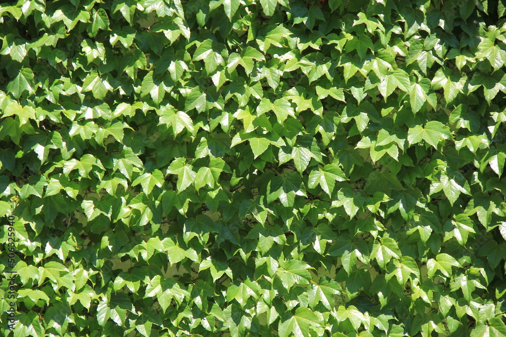 Obraz premium 葉が折り重なっている「ツタ」