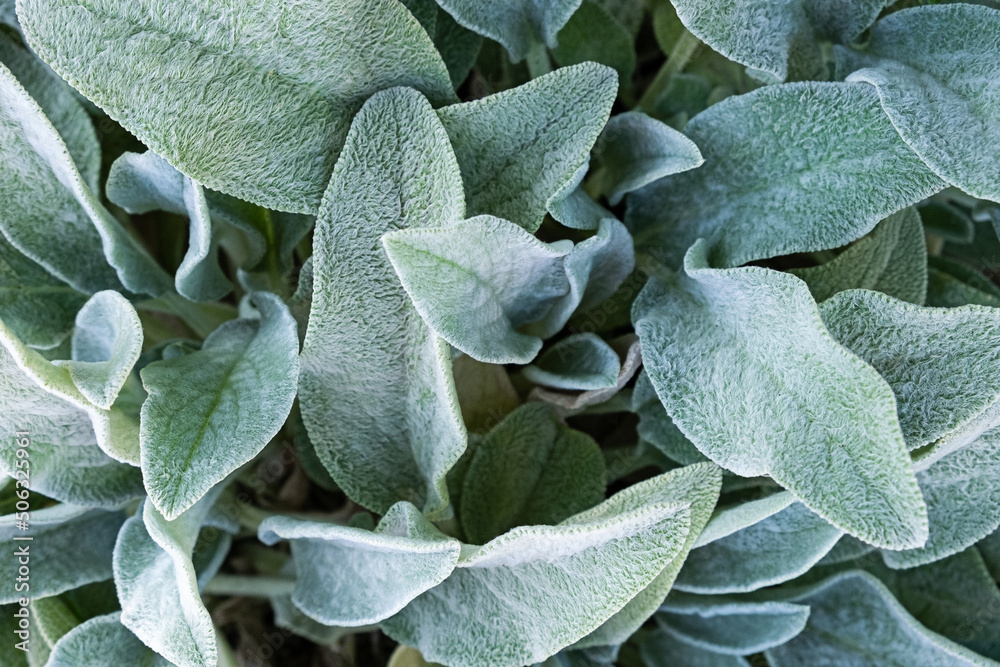 Background from a plant Stachys byzantina woolly betony, lamb s ear
