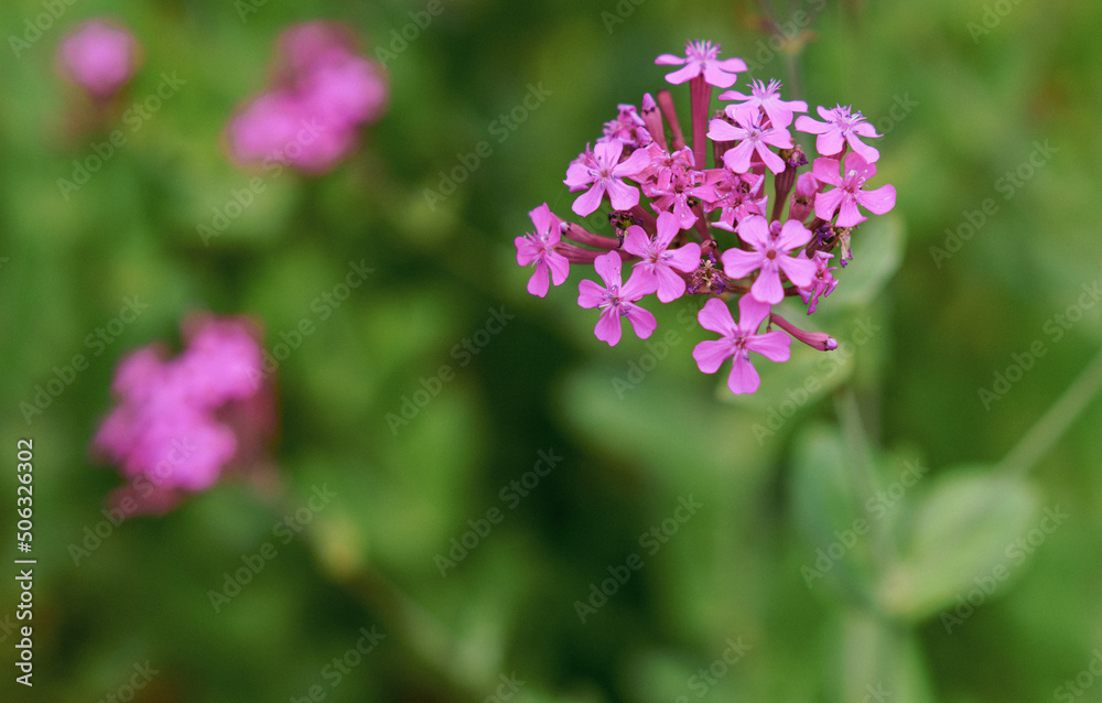 ピンクに咲き誇るナデシコの花