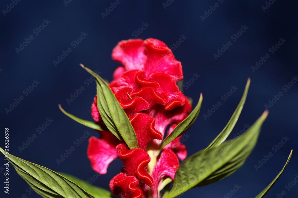 Red flower blossom close up celosia argentea family amaranthaceae botanical background high quality big size print Red flower blossom close up celosia argentea family amaranthaceae botanical background high quality big size print