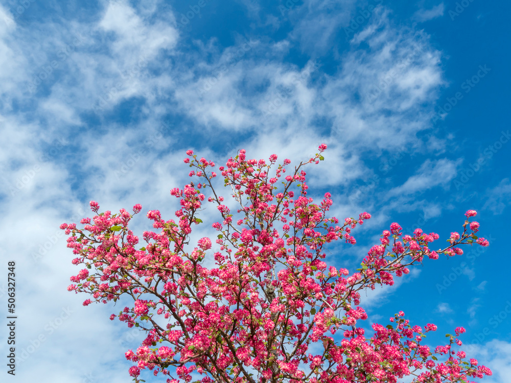 Tree with large pink blossoms against a blue sky with clouds