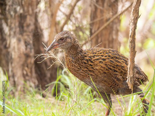 Weka close up amongst trees 