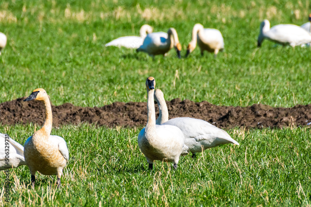 Obraz premium Trumpeter Swans in Field, Washington