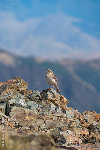 Small bird perched on rock