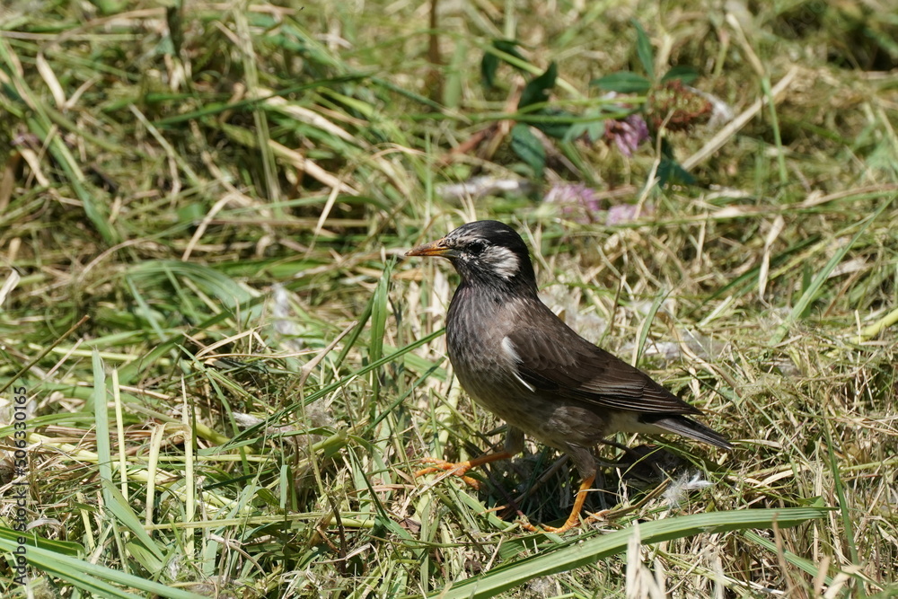 starling is catching an insect starling is catching an insect