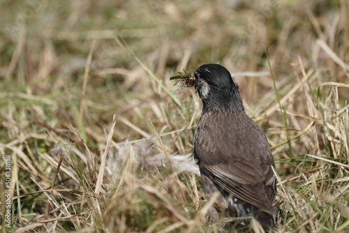 starling is catching an insect