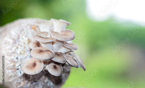 Closeup fresh oyster Mushroom, mushroom growing on plastic bag cultivation Fresh organic Indian Oyster mushroom.