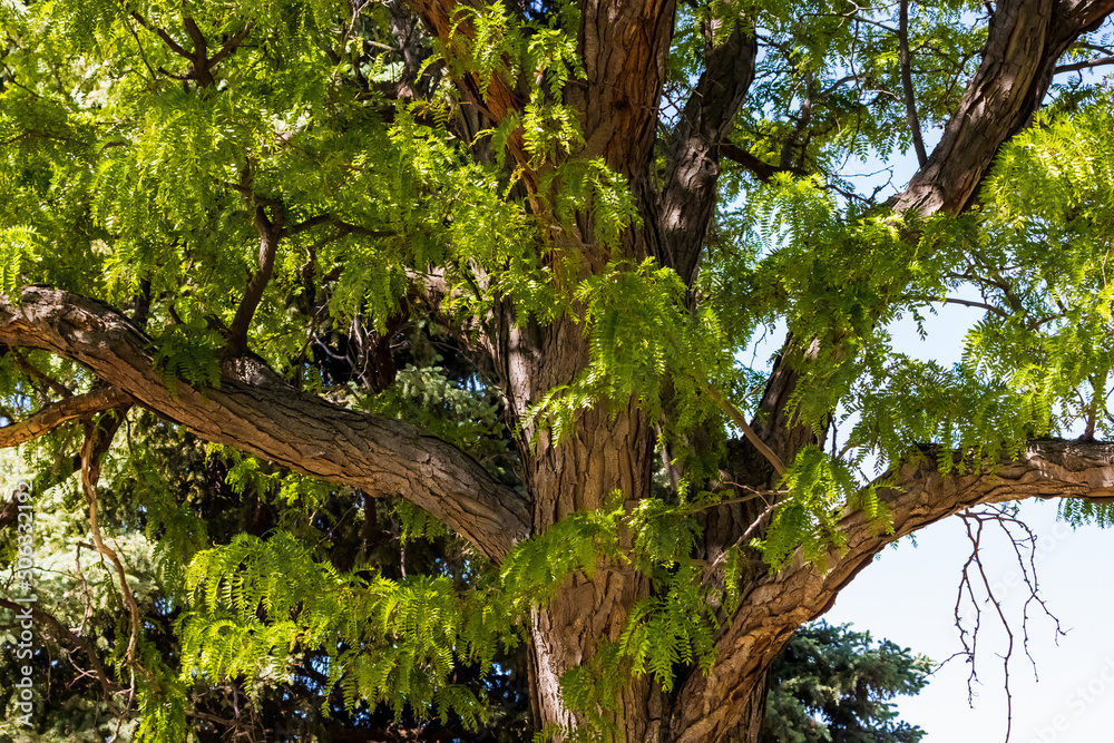 Fototapeta premium Heart of the Tree