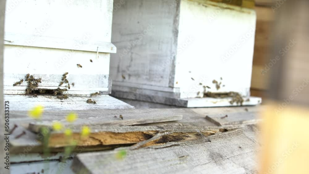 honey bees carry food to their hives. honey bees working intensively in their hives with the arrival of spring. honey bees carry food to their hives. honey bees working intensively in their hives with the arrival of spring.