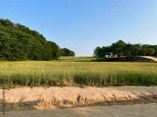 Fototapeta Naklejka Na Ścianę i Meble -  rice field