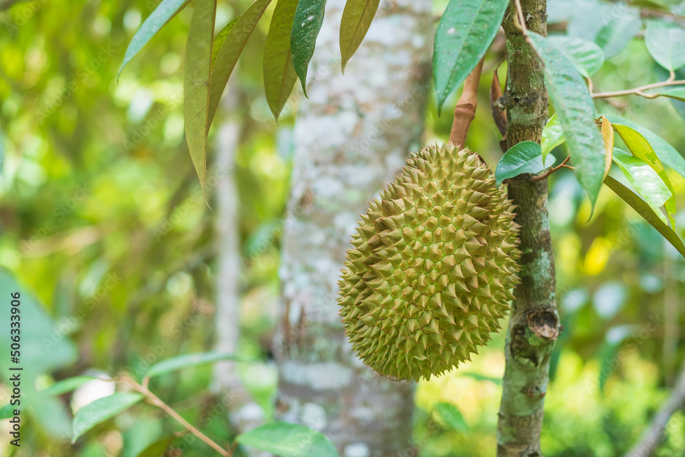 Fresh Durian hanging on tree in garden background, king of fruit Thailand. Famous Southeast food and Asian Exotic tropical Fruit concept Fresh Durian hanging on tree in garden background, king of fruit Thailand. Famous Southeast food and Asian Exotic tropical Fruit concept