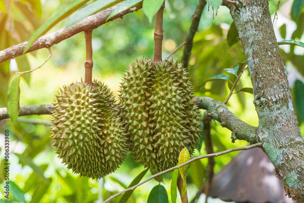 Fresh Durian hanging on tree in garden background, king of fruit Thailand. Famous Southeast food and Asian Exotic tropical Fruit concept Fresh Durian hanging on tree in garden background, king of fruit Thailand. Famous Southeast food and Asian Exotic tropical Fruit concept