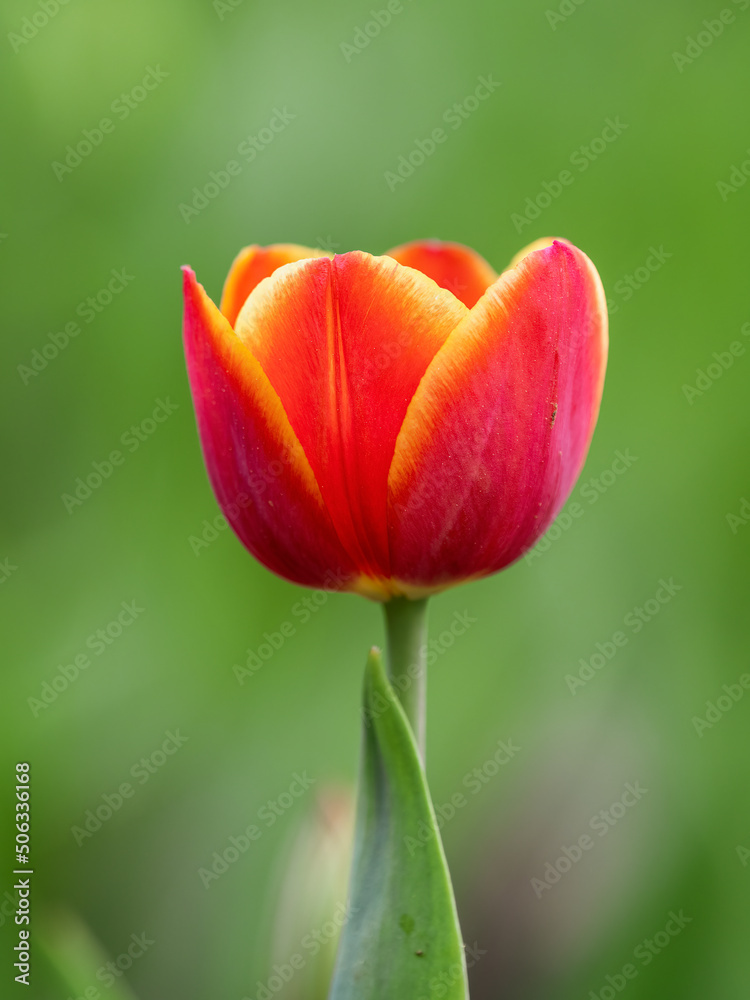 Red tulip with blurry background in sunset
