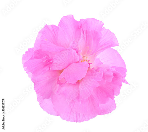 Cotton rose isolated on white background