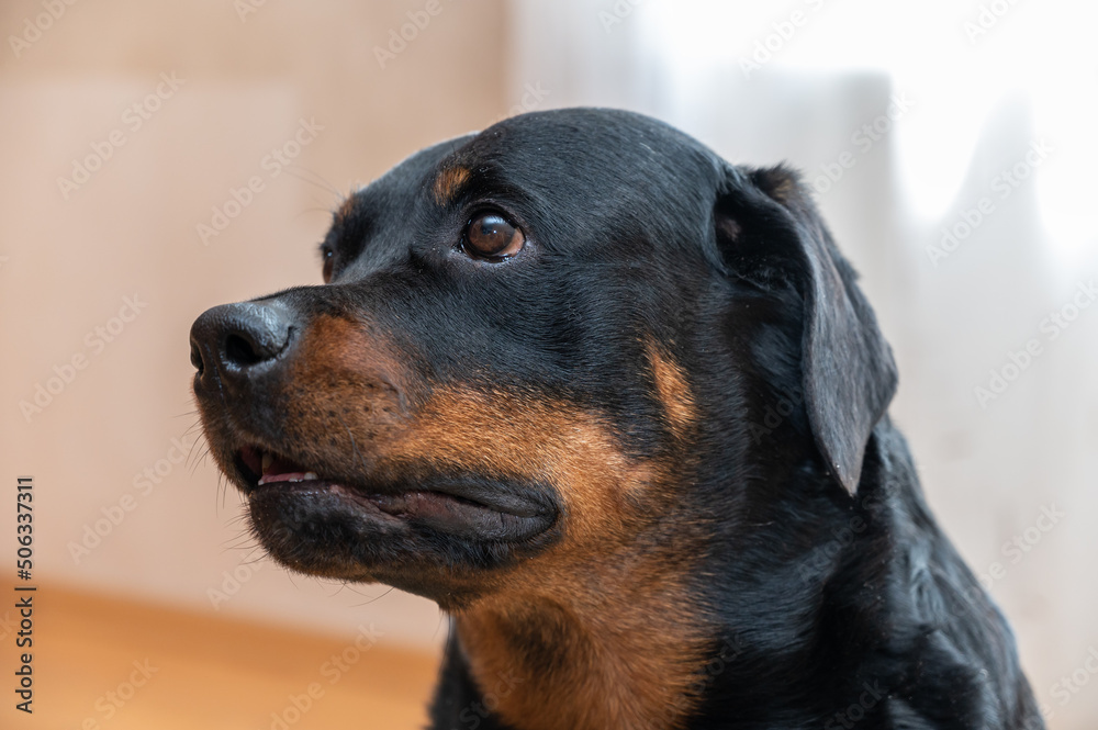 Portrait of a Rottweiler dog. Adult female sitting in front of a light background. Pets. Portrait of a Rottweiler dog. Adult female sitting in front of a light background. Pets.