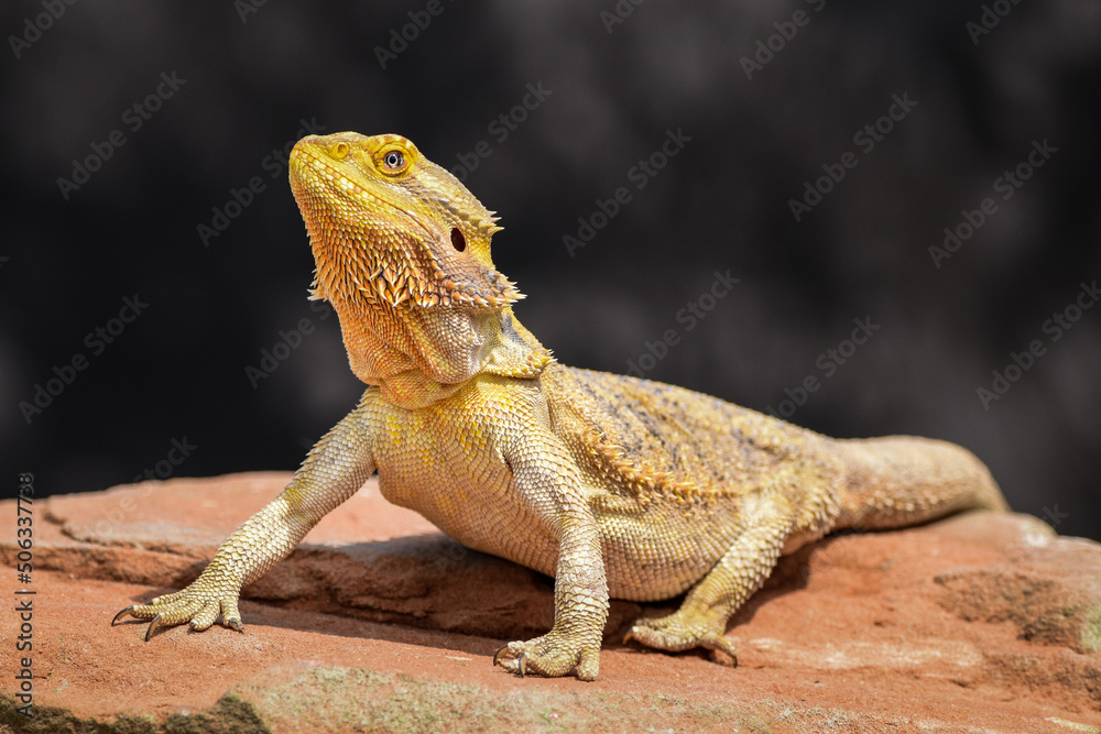 Obraz premium Bearded Dragon posing in the nature