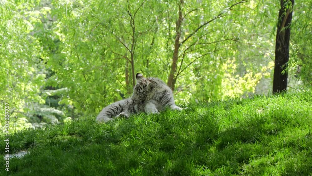 Little white tiger bengal tiger lying on the grass and resting Little white tiger bengal tiger lying on the grass and resting
