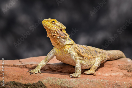 Bearded Dragon posing in the nature photo