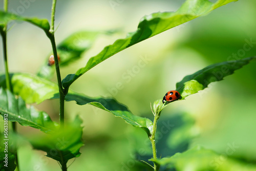 ladybug on green leaf. space for copy.