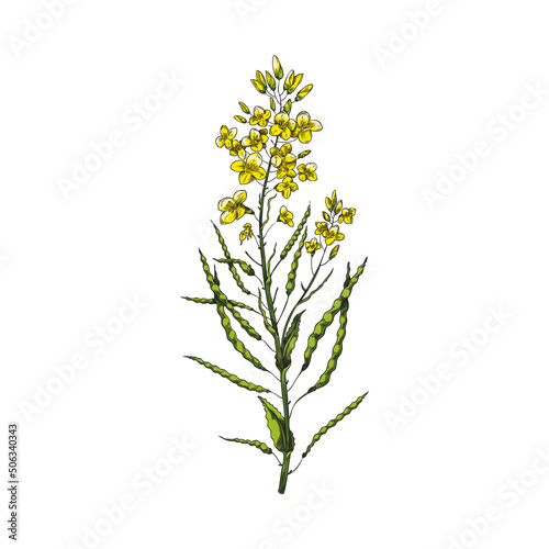 Canola yellow flowers on a branch on a white background. Vector illustration with canola flower. Hand drawn sketch.