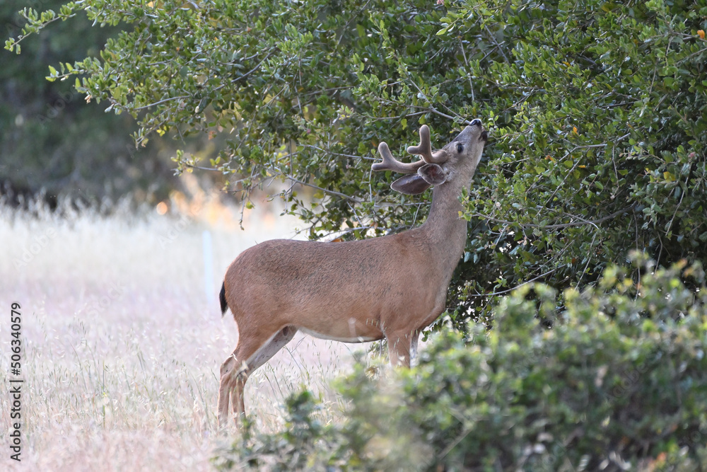 Columbian Black-tailed Deer - Odocoileus hemionus columbianus Columbian Black-tailed Deer - Odocoileus hemionus columbianus