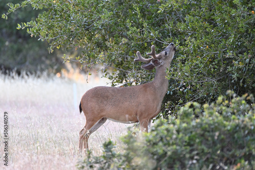 Columbian Black-tailed Deer - Odocoileus hemionus columbianus