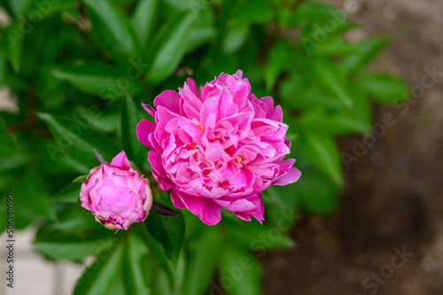 Fototapeta Naklejka Na Ścianę i Meble -  庭に咲くシャクナゲの花